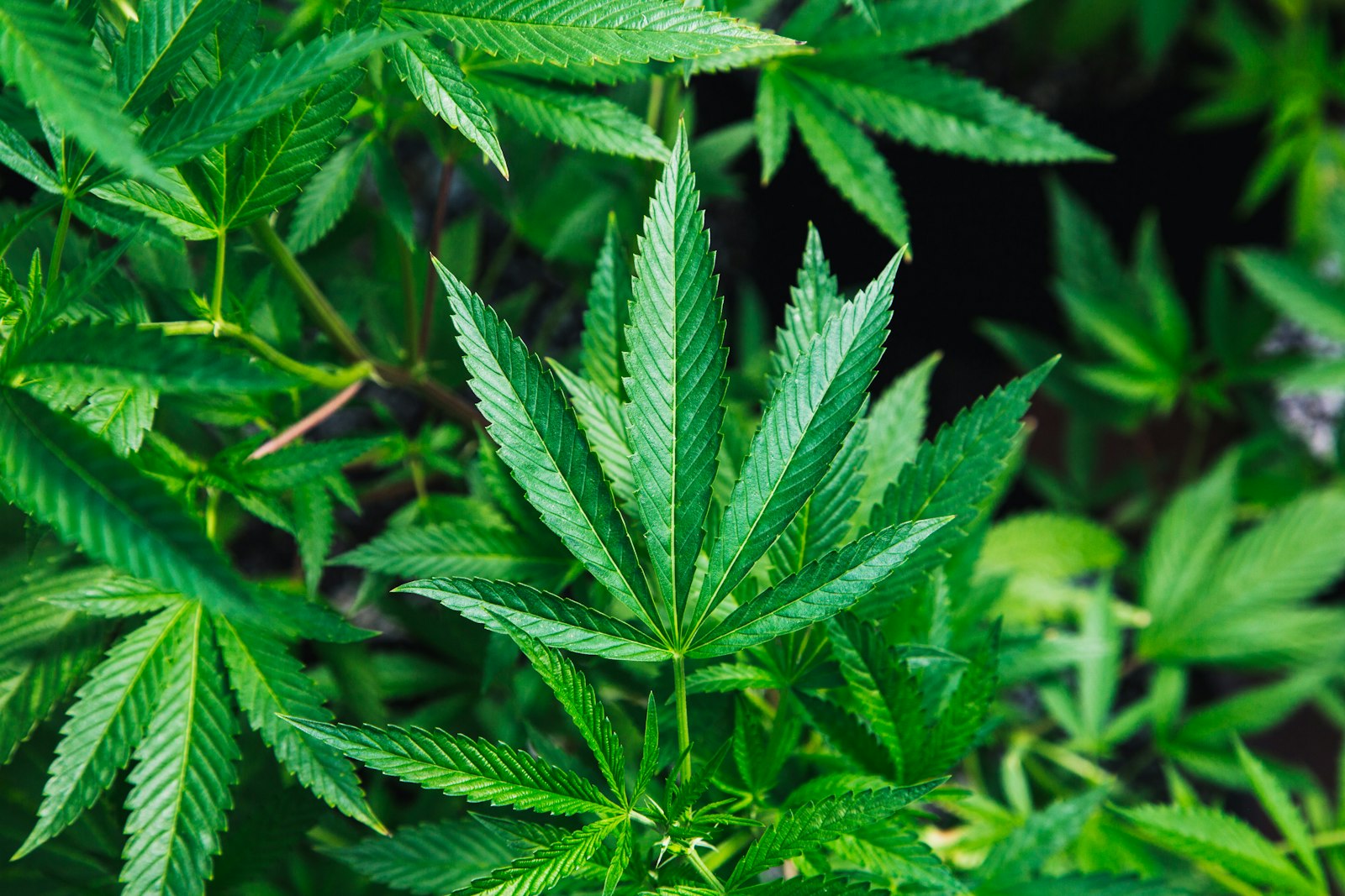 Vibrant green cannabis fan leaves in close-up