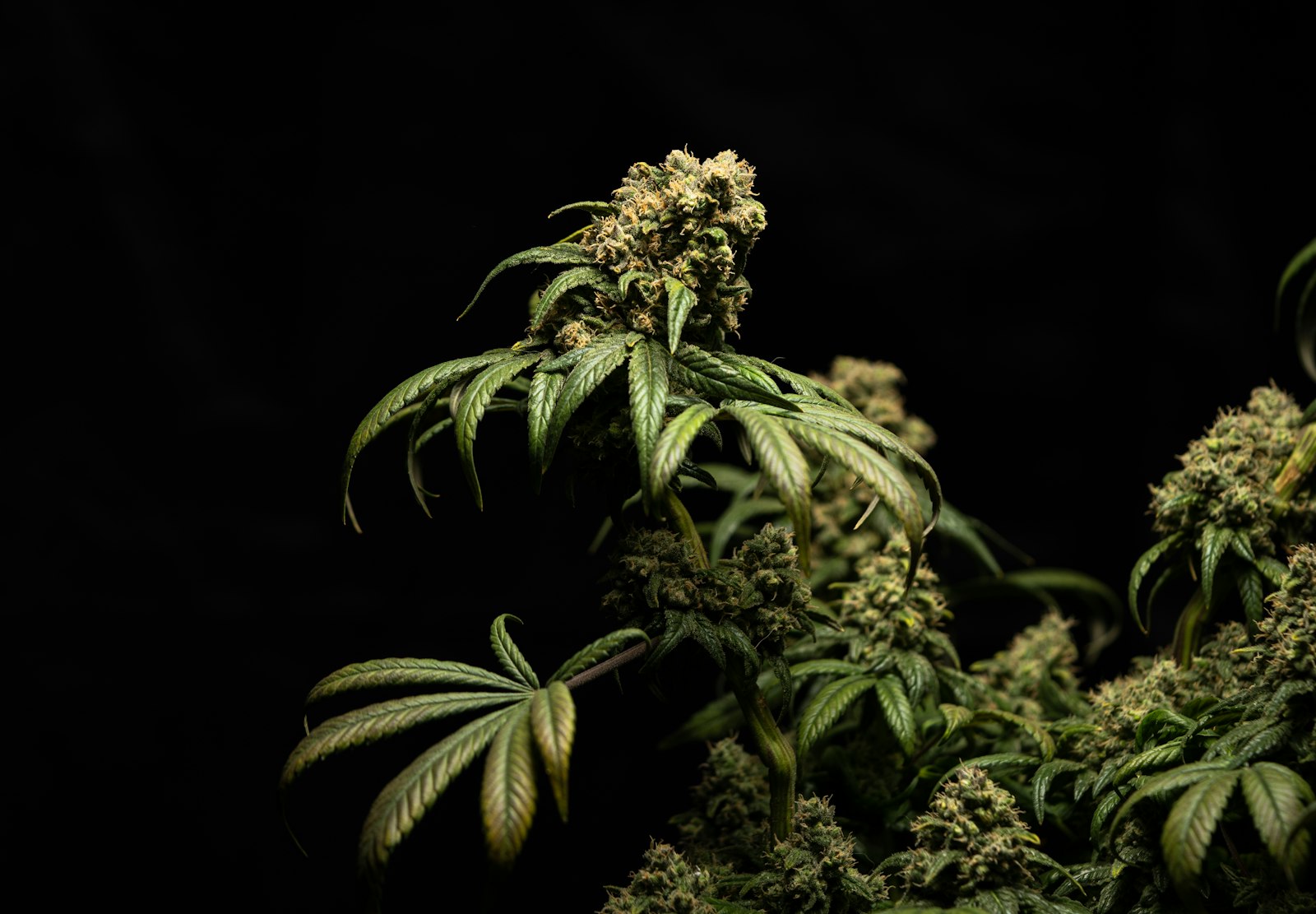 A cannabis plant with dense buds and fan leaves lit against a dark background