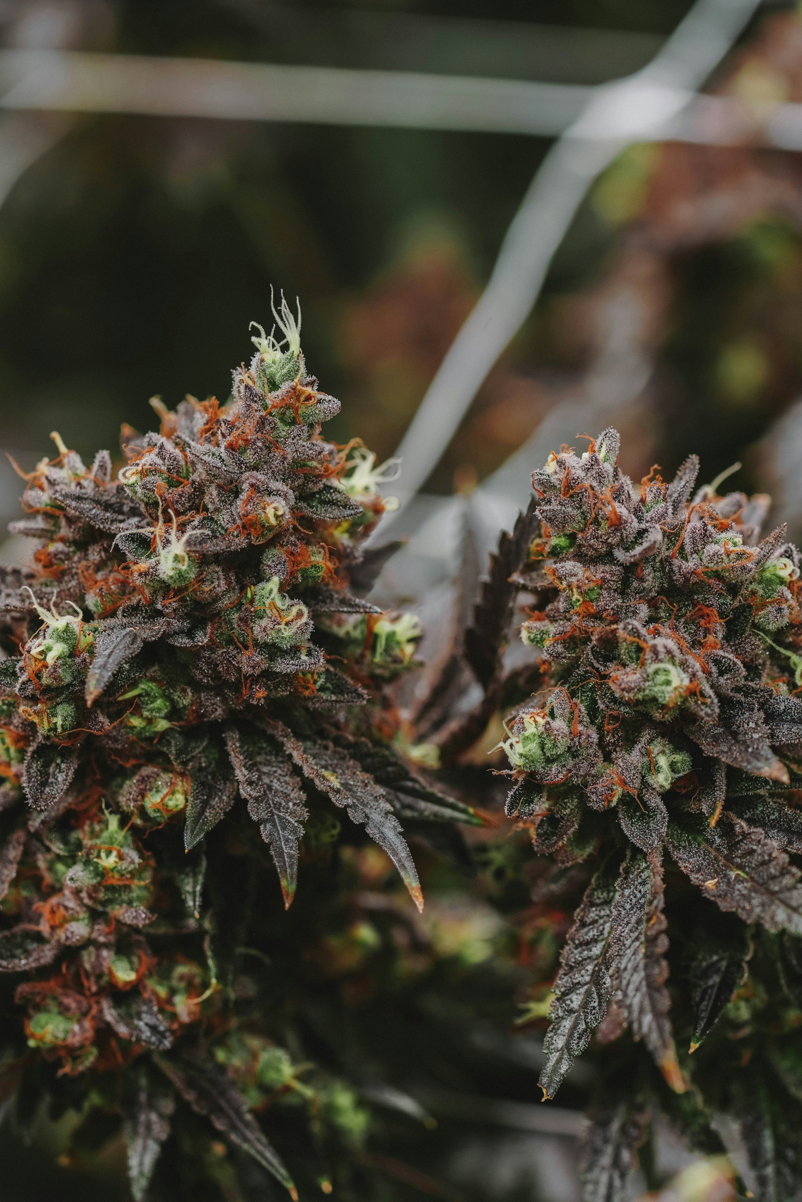Close-up of dense purple-tinged cannabis buds coated in frosty trichomes with orange pistils